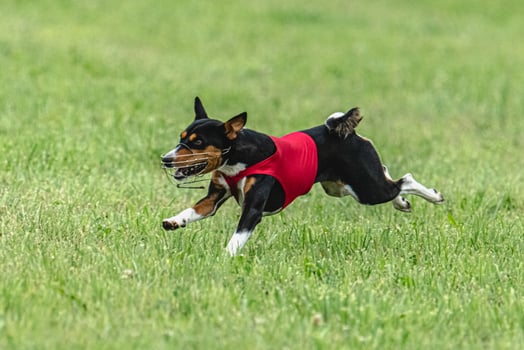 Basenji dog lifted off the ground during the dog race competition photo