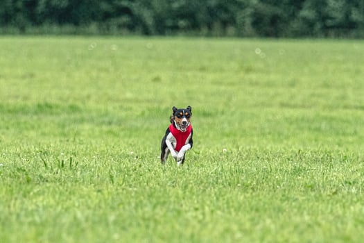 Basenji dog lifted off the ground during the dog race competition photo