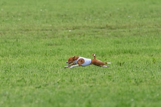 Basenji dog lure coursing competition on green field in summer photo