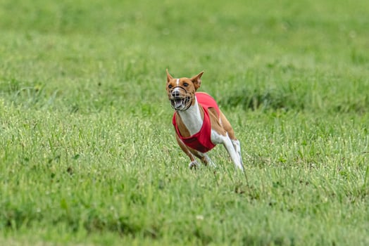 Basenji dog lure coursing competition on green field in summer photo