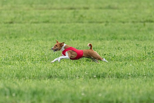 Basenji dog lure coursing competition on green field in summer photo