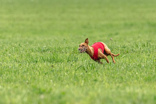 Cirneco dell etna dog running in red jacket on green field in summer photo