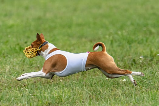 Basenji dog running in white jacket on coursing green field photo