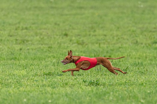 Cirneco dell etna dog running in red jacket on green field in summer photo