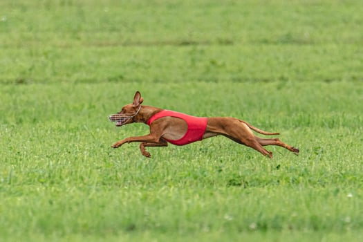 Cirneco dell etna dog running in red jacket on green field in summer photo