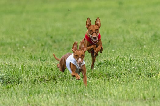 Two cirneco dell etna dogs running in red and white jacket on green field in summer photo