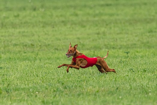 Cirneco dell etna dog running in red jacket on green field in summer photo