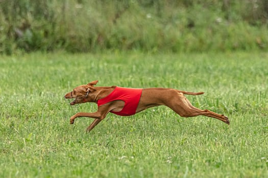 Cirneco dell etna dog running in red jacket on green field in summer photo