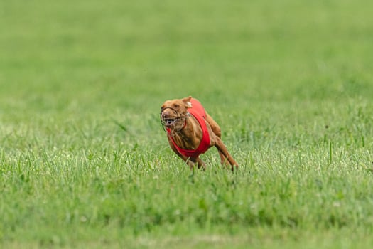 Cirneco dell etna dog running in red jacket on green field in summer photo