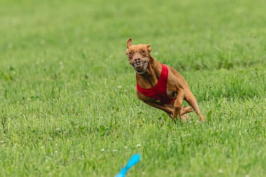 Cirneco dell etna dog running in red jacket on green field in summer photo