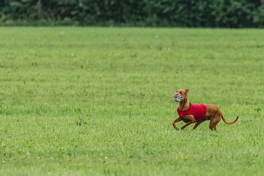 Pharaoh hound dog running in red jacket on green field in summer photo