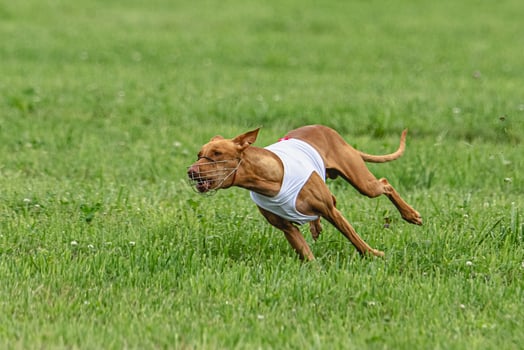 Pharaoh hound dog running in white jacket on green field in summer photo