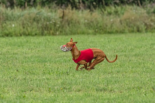 Pharaoh hound dog running in red jacket on green field in summer photo