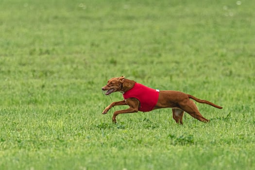 Pharaoh hound dog running in red jacket on green field in summer photo