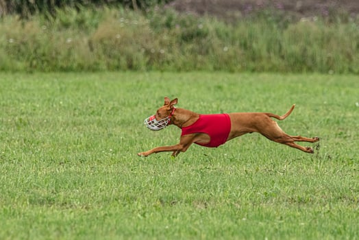 Pharaoh hound dog running in red jacket on green field in summer photo