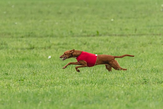 Pharaoh hound dog running in red jacket on green field in summer photo