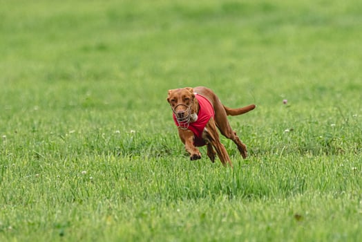Pharaoh hound dog running in red jacket on green field in summer photo