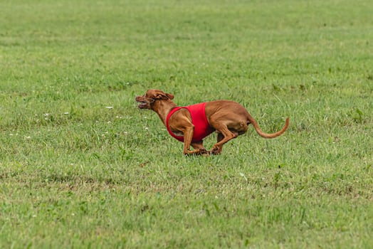 Pharaoh hound dog running in red jacket on green field in summer photo