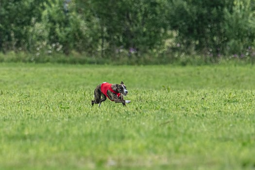 Whippet dog running in a red jacket on coursing green field photo