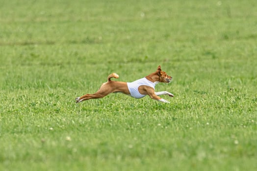 Basenji running full speed at lure coursing dog sport photo