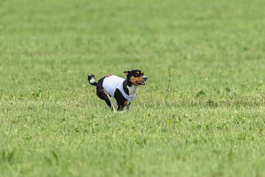 Basenji dog running in green field on lure coursing competition photo