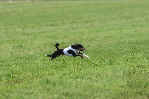 Basenji dog running in green field on lure coursing competition photo
