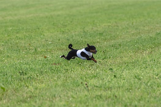 Basenji dog running in green field on lure coursing competition photo