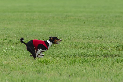 Basenji dog running in green field on lure coursing competition photo