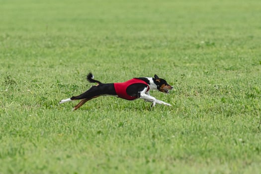 Basenji dog running in green field on lure coursing competition photo