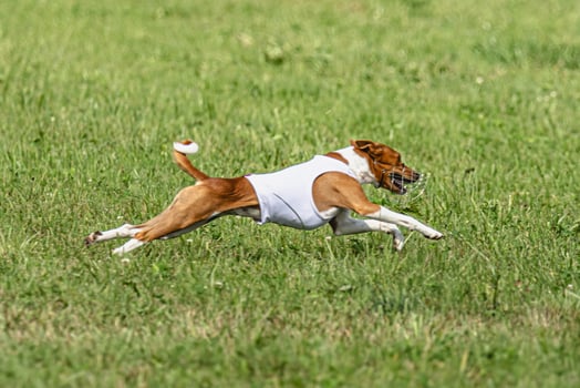 Basenji dog running in green field on lure coursing competition photo