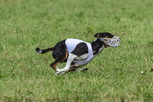 Basenji dog lure coursing competition on green field in summer photo