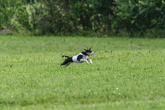 Basenji dog lure coursing competition on green field in summer photo