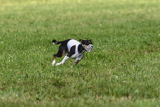 Basenji dog running in green field on lure coursing competition photo