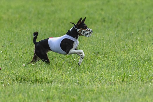 Basenji dog lure coursing competition on green field in summer photo