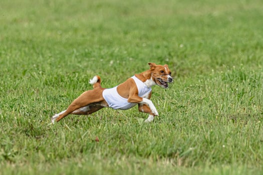 Basenji dog lifted off the ground during the dog race competition photo