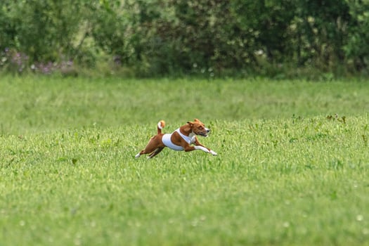 Basenji dog lifted off the ground during the dog race competition photo