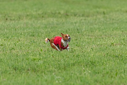 Basenji dog lifted off the ground during the dog race competition photo