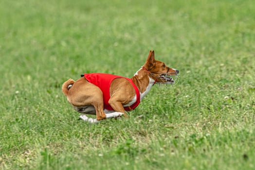 Basenji dog lifted off the ground during the dog race competition photo