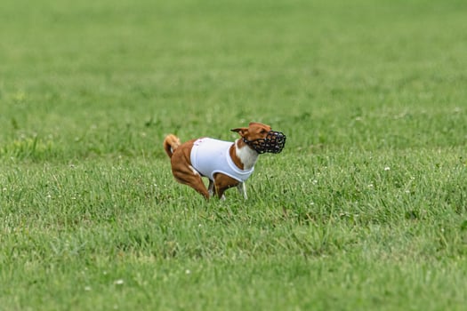 Basenji dog lifted off the ground during the dog race competition photo
