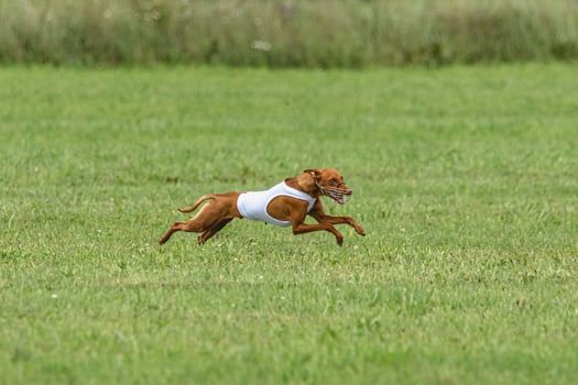Cirneco dell etna dog running in white jacket on green field in summer photo
