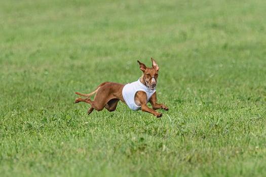 Cirneco dell etna dog running in white jacket on green field in summer photo