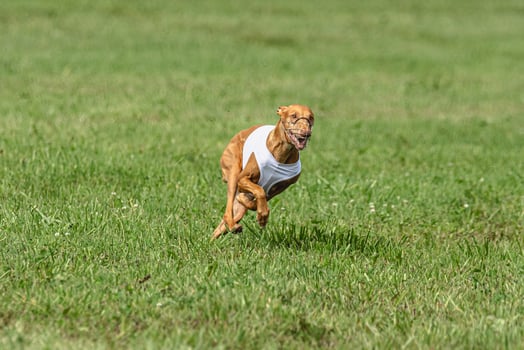 Cirneco dell etna dog running in white jacket on green field in summer photo