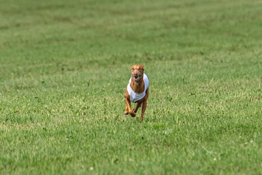 Cirneco dell etna dog running in white jacket on green field in summer photo