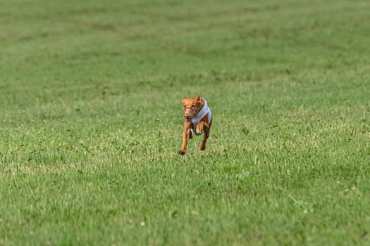 Cirneco dell etna dog running in white jacket on green field in summer photo