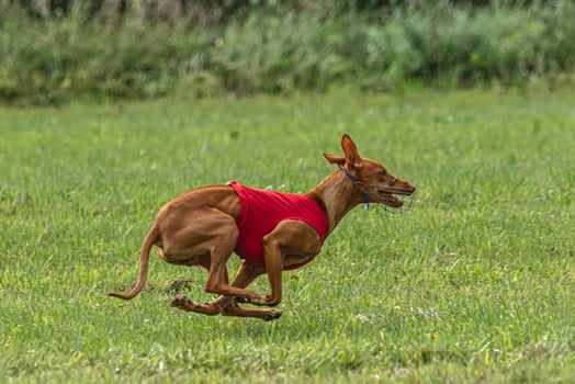 Cirneco dell etna dog running in red jacket on green field in summer photo