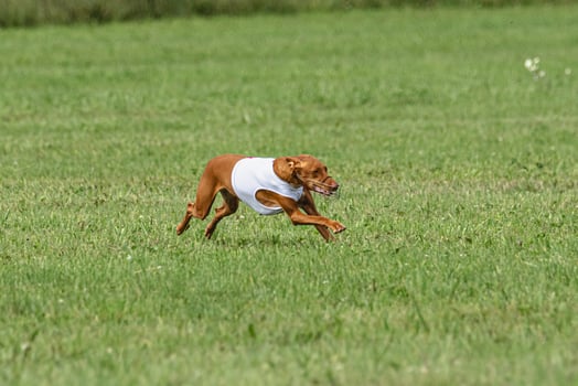 Pharaoh hound dog running in white jacket on green field in summer photo