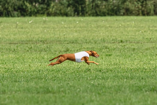 Pharaoh hound dog running in white jacket on green field in summer photo
