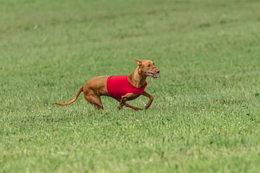 Pharaoh hound dog running in red jacket on coursing green field photo
