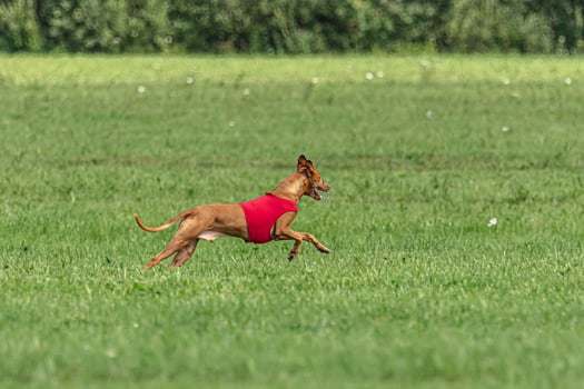 Pharaoh hound dog running in red jacket on coursing green field photo
