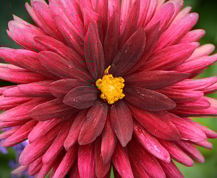 Close up natural beautiful dahlia flower in the garden. photo